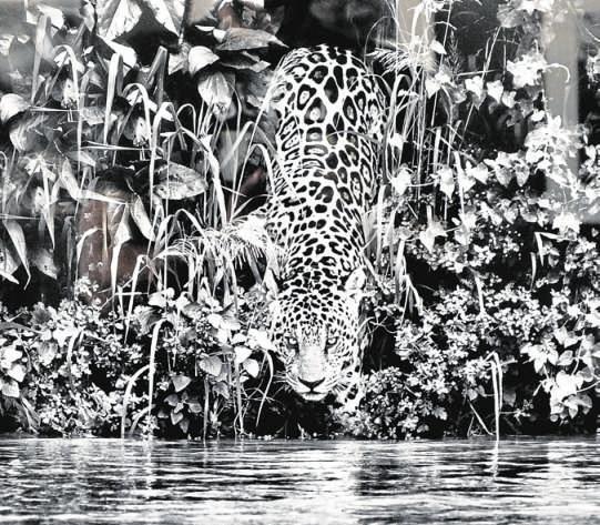 sebasti__o_salgado_abc-128223